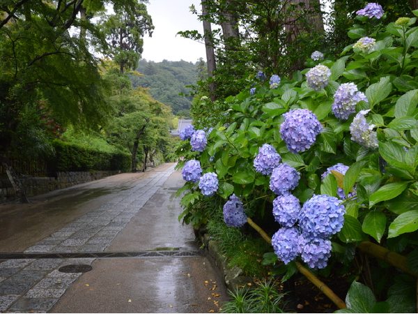 大人の遠足…鎌倉の紫陽花に会いに行きませんか？