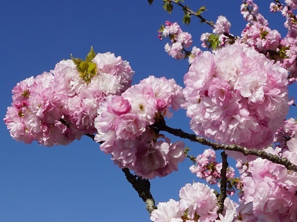 心ときめく出会い！名桜、古桜、野の桜（3）