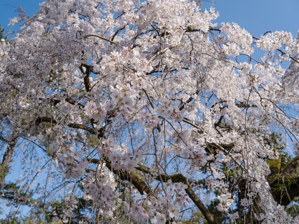 京都市営地下鉄で行く桜めぐり　その１