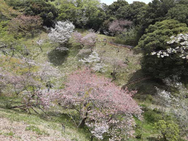 高尾の旅～多摩森林科学園の花見と武蔵野陵参拝（前）