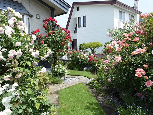 北海道・恵庭市にある池田さんの美しいバラの庭