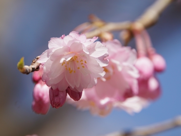心ときめく出会い、名桜・古桜・野の桜（5）