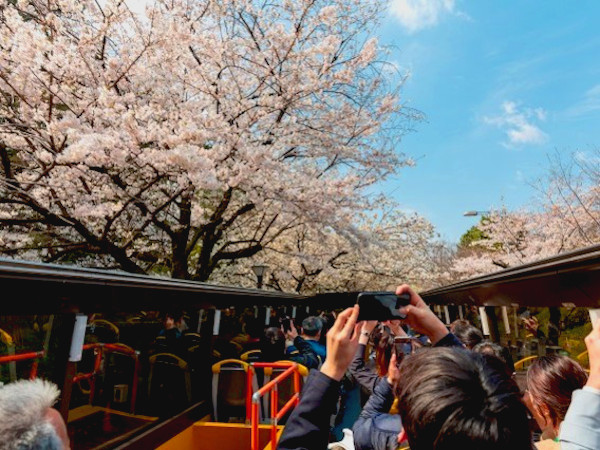 オープンバスでお花見！SAKURAバス in 横浜