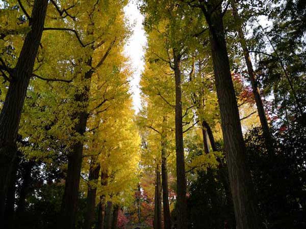 紅葉のライトアップを愛でる夜散歩はカメラを持って