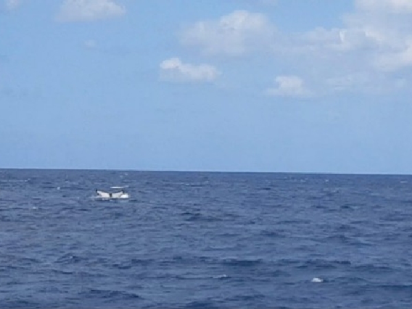 奄美大島「ホエールウォッチング」鯨の尻尾は白かった