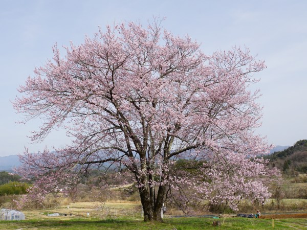 心ときめく出会い、名桜・古桜・野の桜（4）