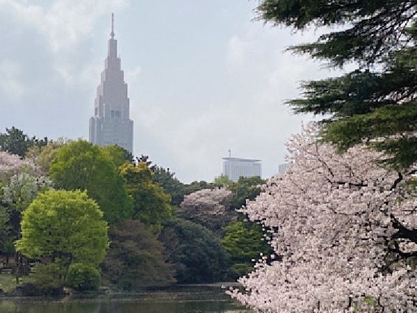 【50代、私が旅する東京】新宿御苑で“桜”散策