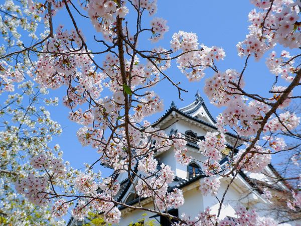 彦根城の桜はイイね