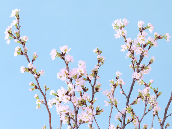 家で「桜」を愛でよう！春先取りの、簡単な飾り方4