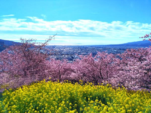 河津桜と菜の花で平日を満喫