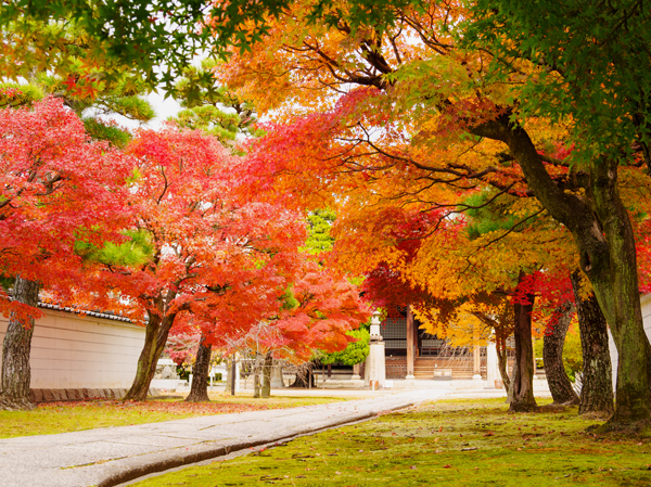 一味違う京都の紅葉（上）