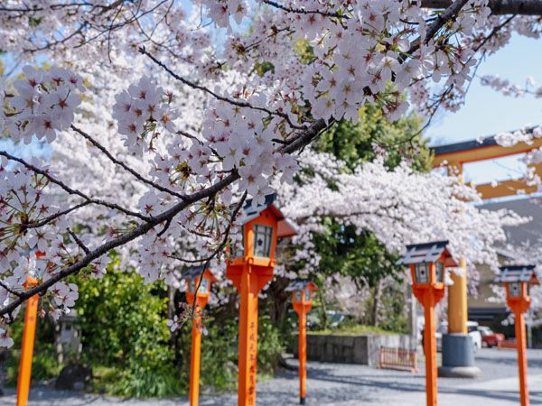 市バスでめぐる京都の桜 2023　その1