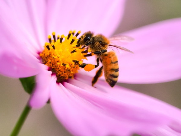 ミツバチが同じ花の蜜だけを集められるのはなぜ？