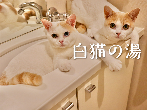 白猫の湯