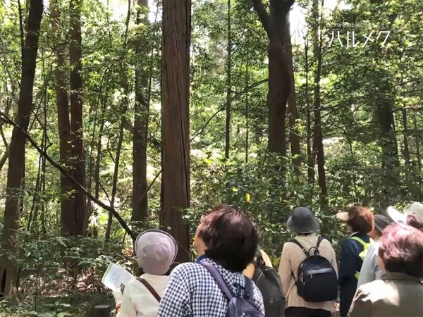 【草花散歩 2019年5月】イベント開催レポート　明治神宮の森と花菖蒲＆代々木公園でバラを楽しむ