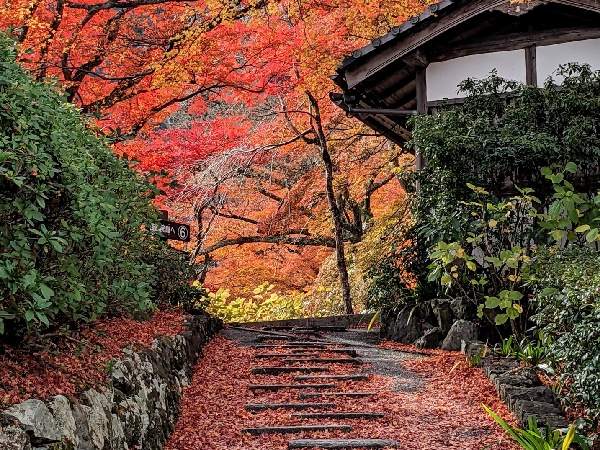 京都のんびり紅葉旅～光明寺・善峯寺～