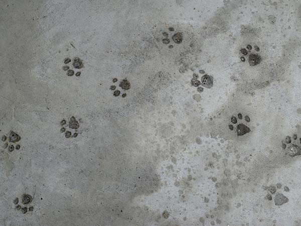 猫の足跡