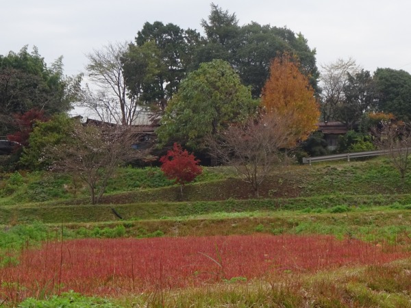 花と緑と紅葉と