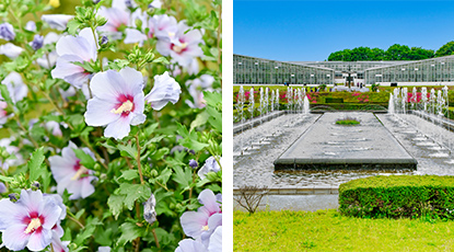 花盛りの神代植物公園は多彩なムクゲが咲く