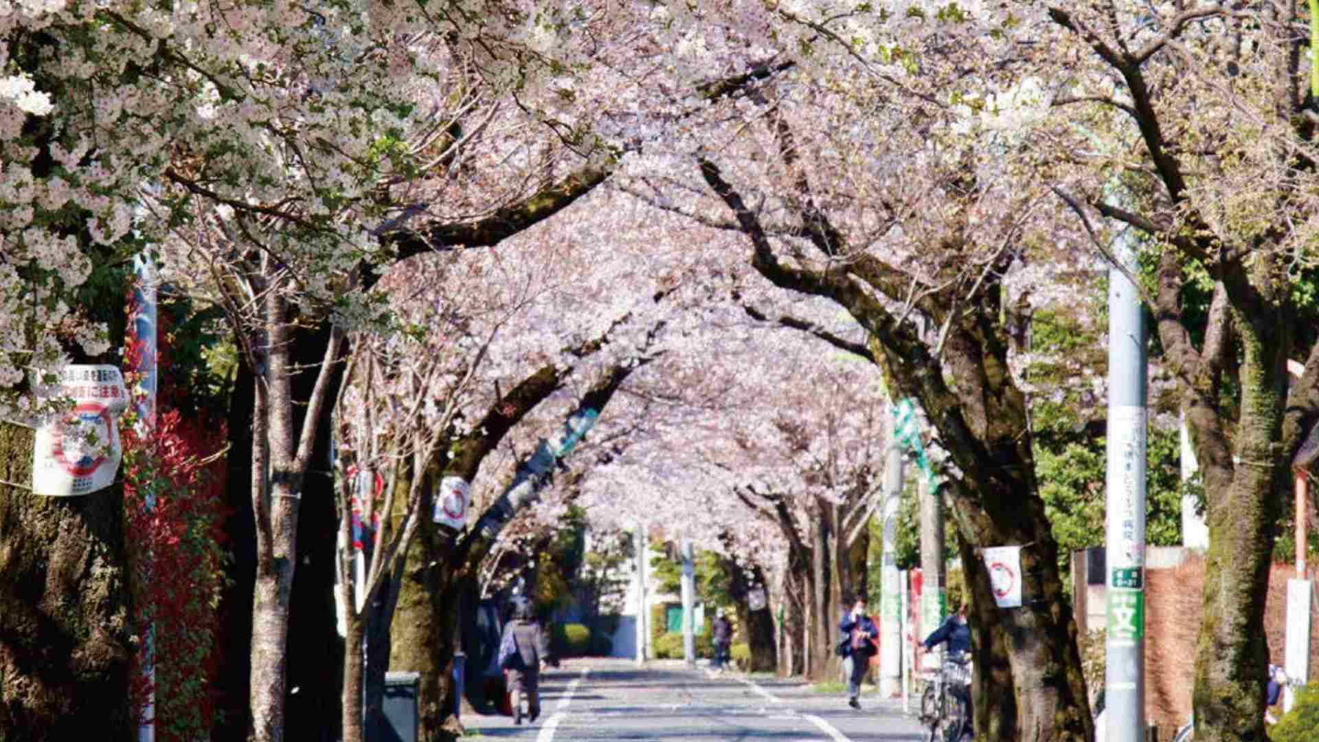 【3月21日開催】たてもの散歩 成城学園界隈で桜散歩