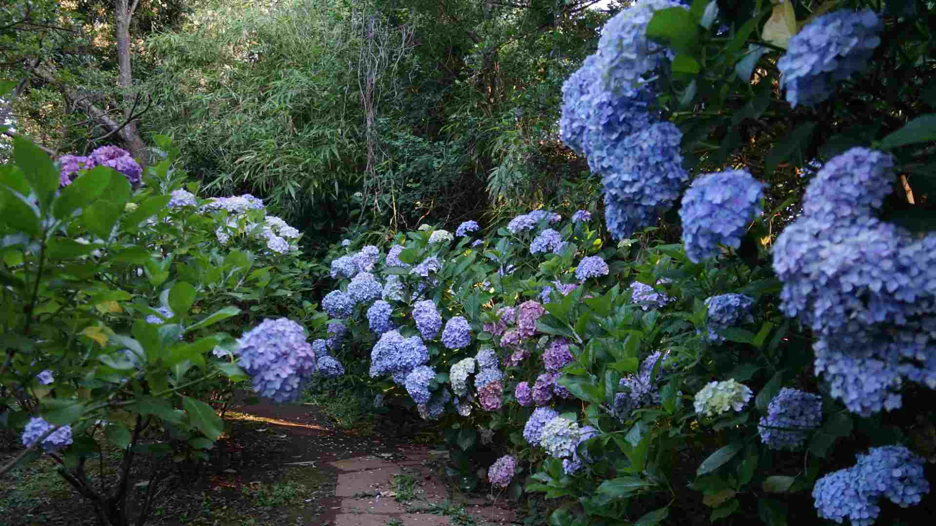 【6月25日開催】草花散歩 江の島