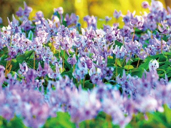 【旅行】香嵐渓のカタクリと花遊庭で花めぐり＜名古屋発／日帰り＞