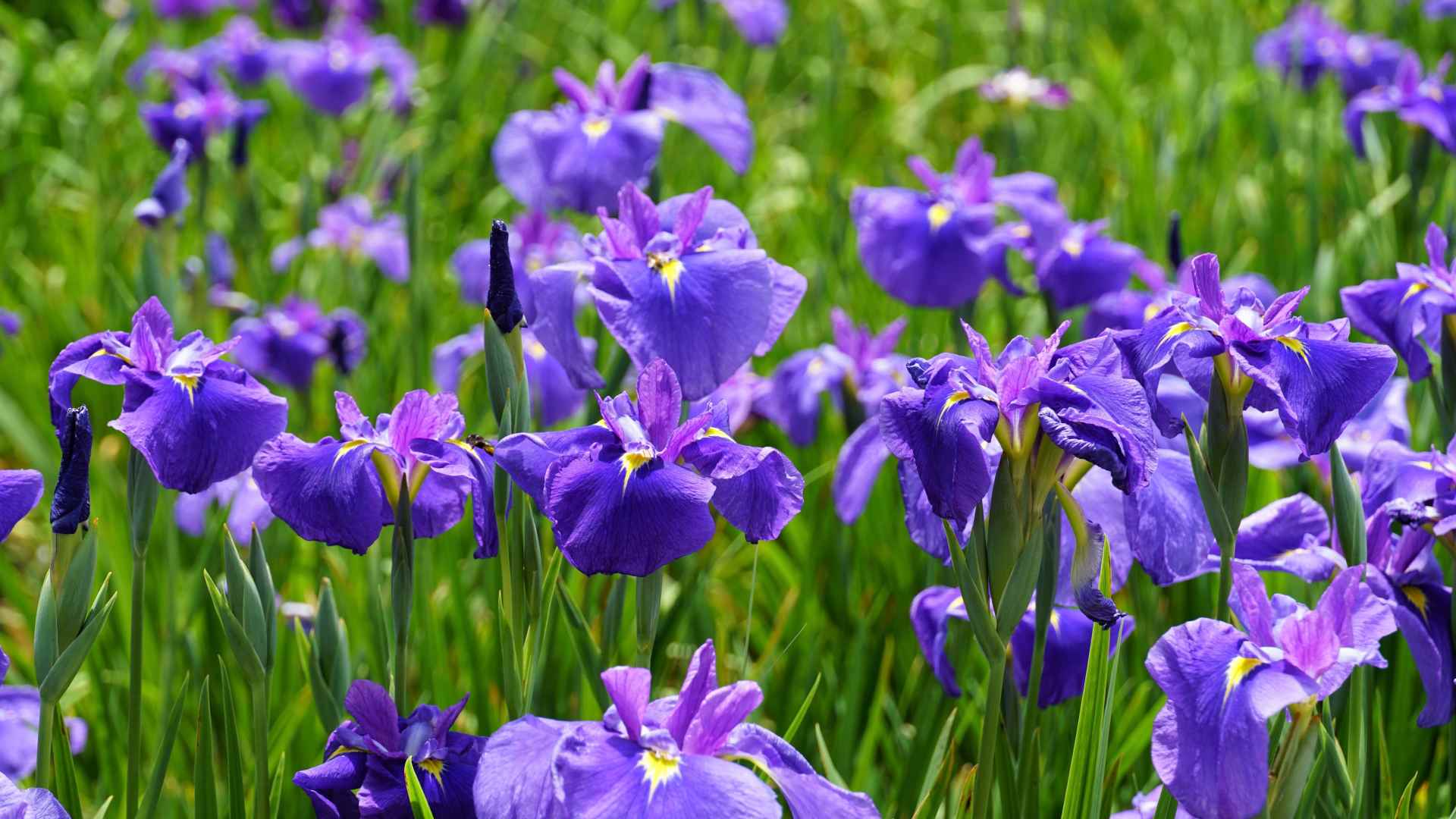 【5月30日開催】草花散歩 代々木公園・明治神宮