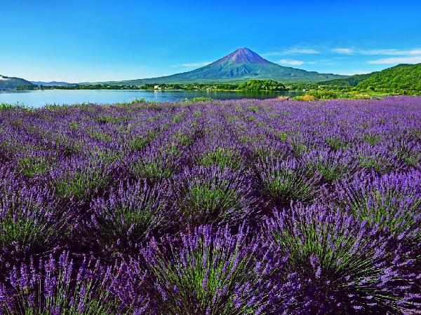 【旅行】富士山の麓で初夏の香りと音楽＜新宿発・日帰り＞