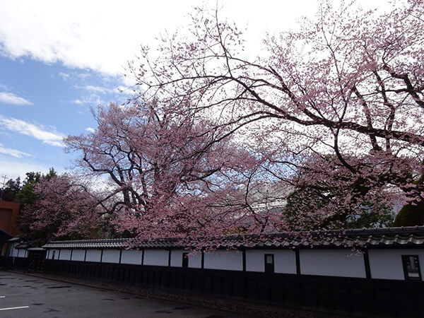 駐車場から見た安富桜