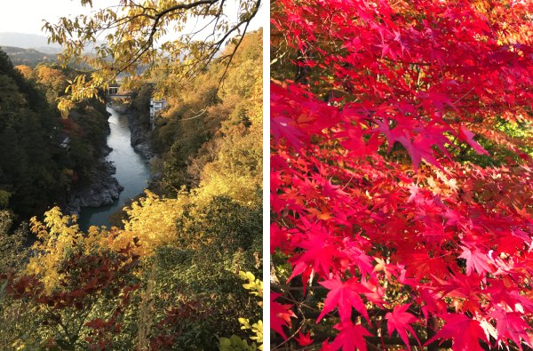 （左）木々の隙間から見える天竜川（右）紅葉真っ只中の天竜峡