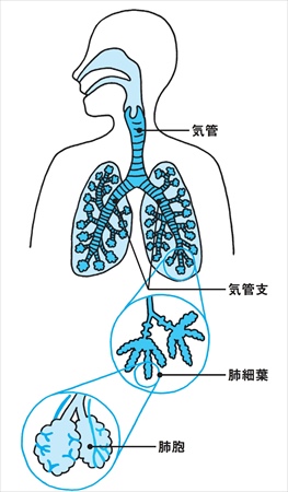 肺と気道の内部