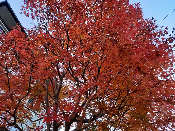 我が家の紅葉の最後を飾る楓もすっかり色づいて