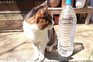 猫よけのペットボトルって効果があるの？