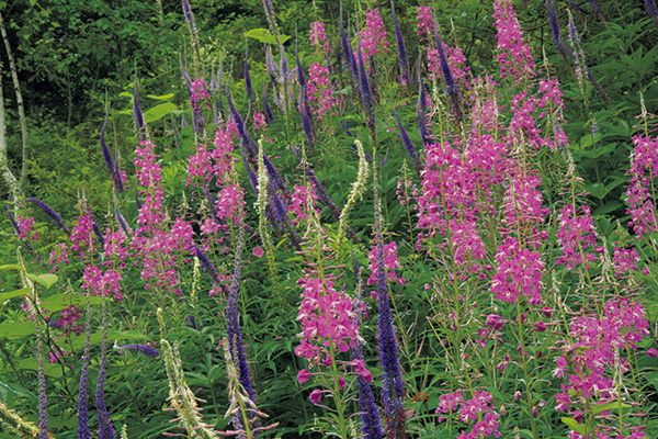 7月、桃色のヤナギランと。 白や紫のエゾクガイソウの 花の群れ