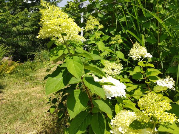 夏は、生花よりドライフラワーがおススメ