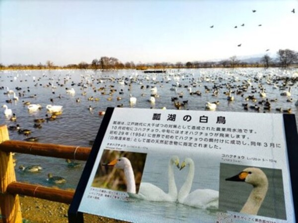 冬だけ白鳥の湖「瓢湖」