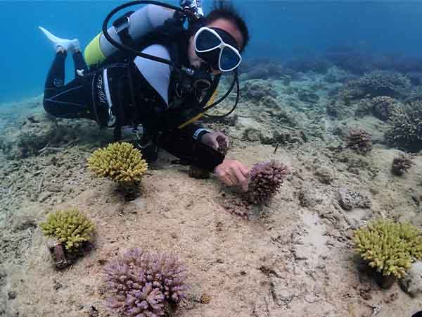 サンゴの保護活動の一環でサンゴの植え付けを行う