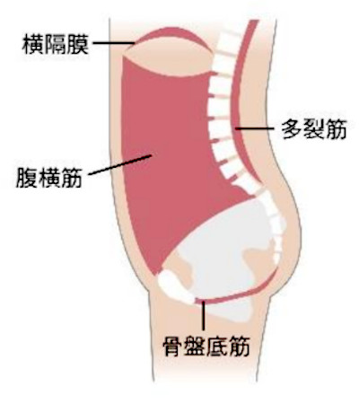 「骨盤底筋群」、「腹横筋」、「多裂筋」、「横隔膜」の 4つの筋肉を合わせた「インナーユニット」