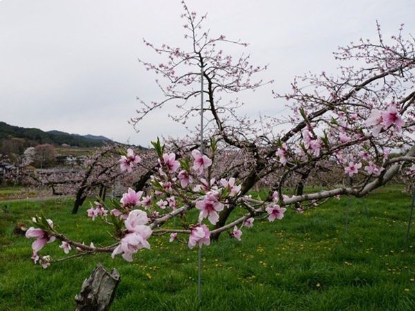 桜・桃の花