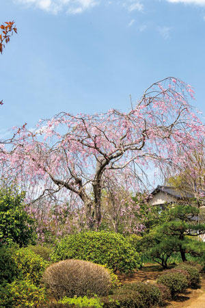 早春に咲く山桜も、小さな苗木から育てた木