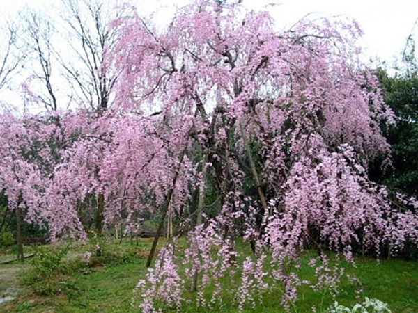 苑の奥の方にある紅枝垂れ桜（15年前）