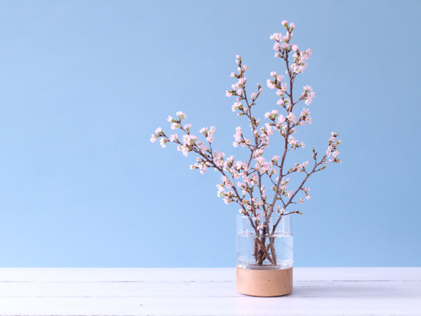 桜の飾り方1：枝ぶりを活かしてのびのびと生ける