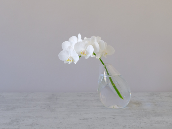 胡蝶蘭の飾り方1：気品ある姿をシンプルに楽しむ