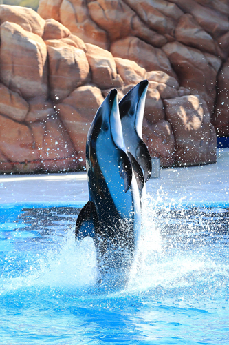 ドルフィンキックは日本人が考案。