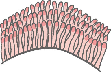 蝸牛には有毛細胞が規則正しく並んでいる