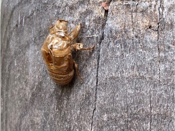 記録的な暑さ・記憶に残る夏