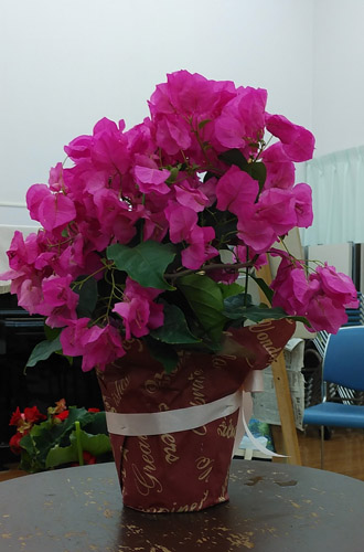 最近ブーゲンビリアを描きました。これが題材。