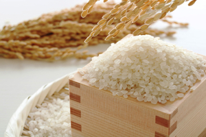 お米の品種って、何種類あるの？
