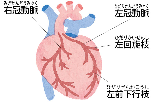 冠動脈が心臓へ栄養と酸素を供給しています