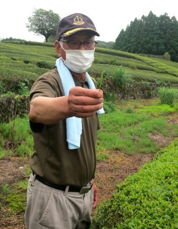 茶農家さんに学ぶ・茶摘みのポイント（一芯二葉）：静岡県・大淵笹場